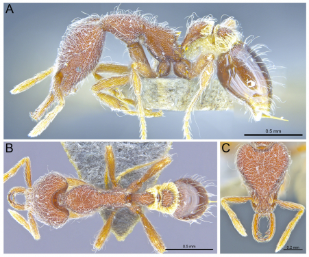 Profile (top), dorsal (bottom left) and head (bottom right) views of Strumigenys hirsuta, one of the three new ant species described from Hong Kong for the first time. （photo credit：The University of Hong Kong)